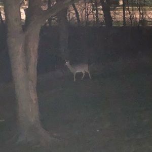 Meet your Posher, Monica